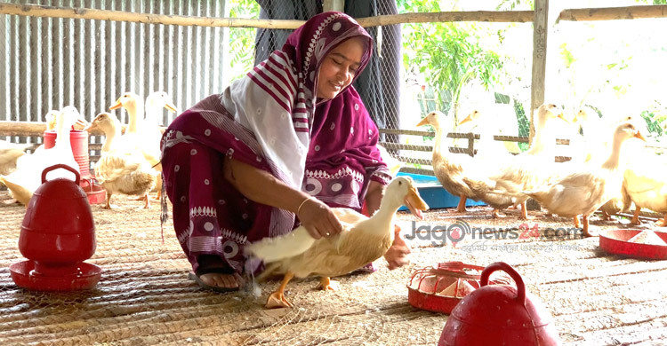 পানি ছাড়াই হাঁস পালনে সফল কামরুল নাহার