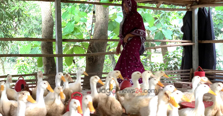পানি ছাড়াই হাঁস পালনে সফল কামরুল নাহার