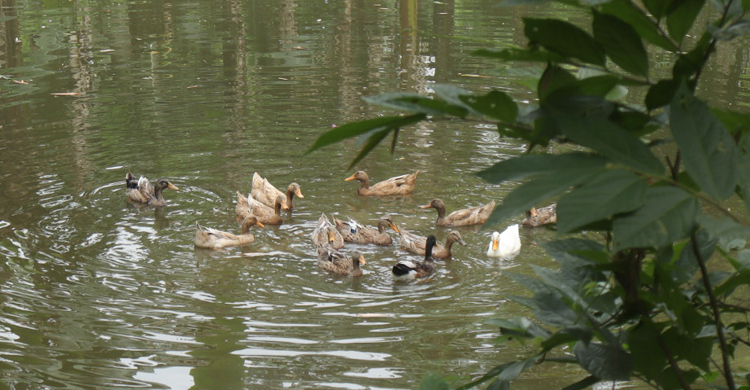 হাঁস কেন ঘণ্টার পর ঘণ্টা পানিতে থাকে?