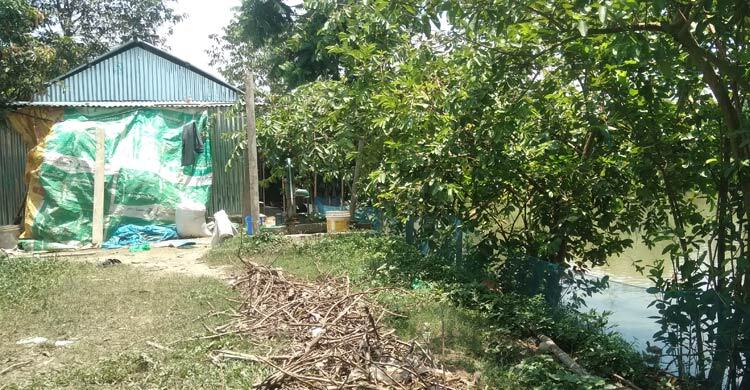 ব্রাহ্মণবাড়িয়ায় এক খামারে চারদিনে তিনশ’ হাঁসের মৃত্যু