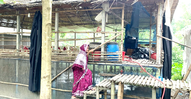 পানি ছাড়াই হাঁস পালনে সফল কামরুল নাহার