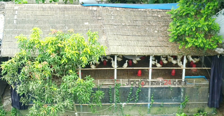 পানি ছাড়াই হাঁস পালনে সফল কামরুল নাহার