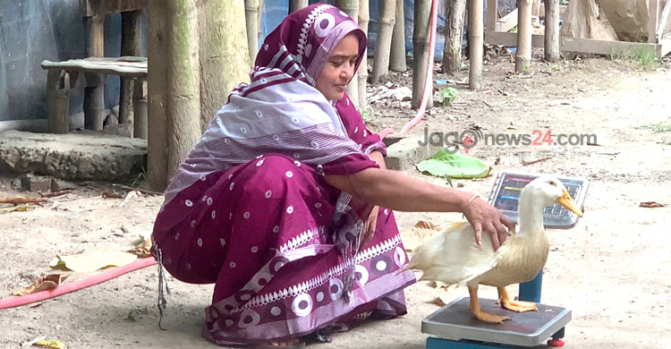 পানি ছাড়াই হাঁস পালনে সফল কামরুল নাহার