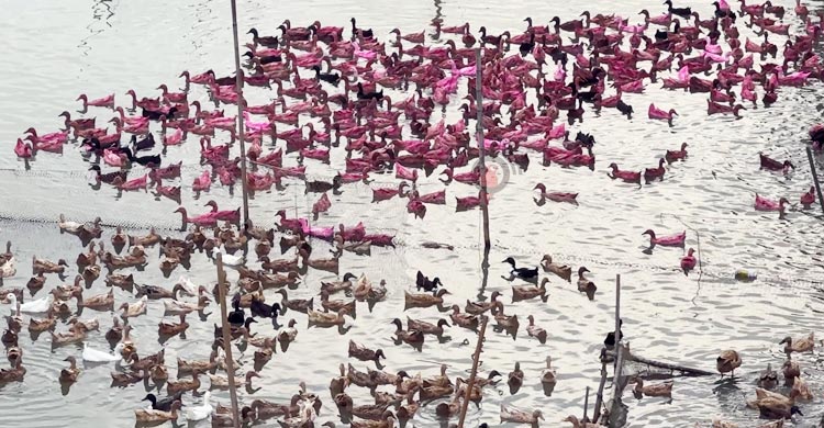 কিশোরগঞ্জের হাওরে হাঁস পালনে সম্ভাবনার আশা