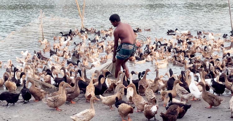 কিশোরগঞ্জের হাওরে হাঁস পালনে সম্ভাবনার আশা
