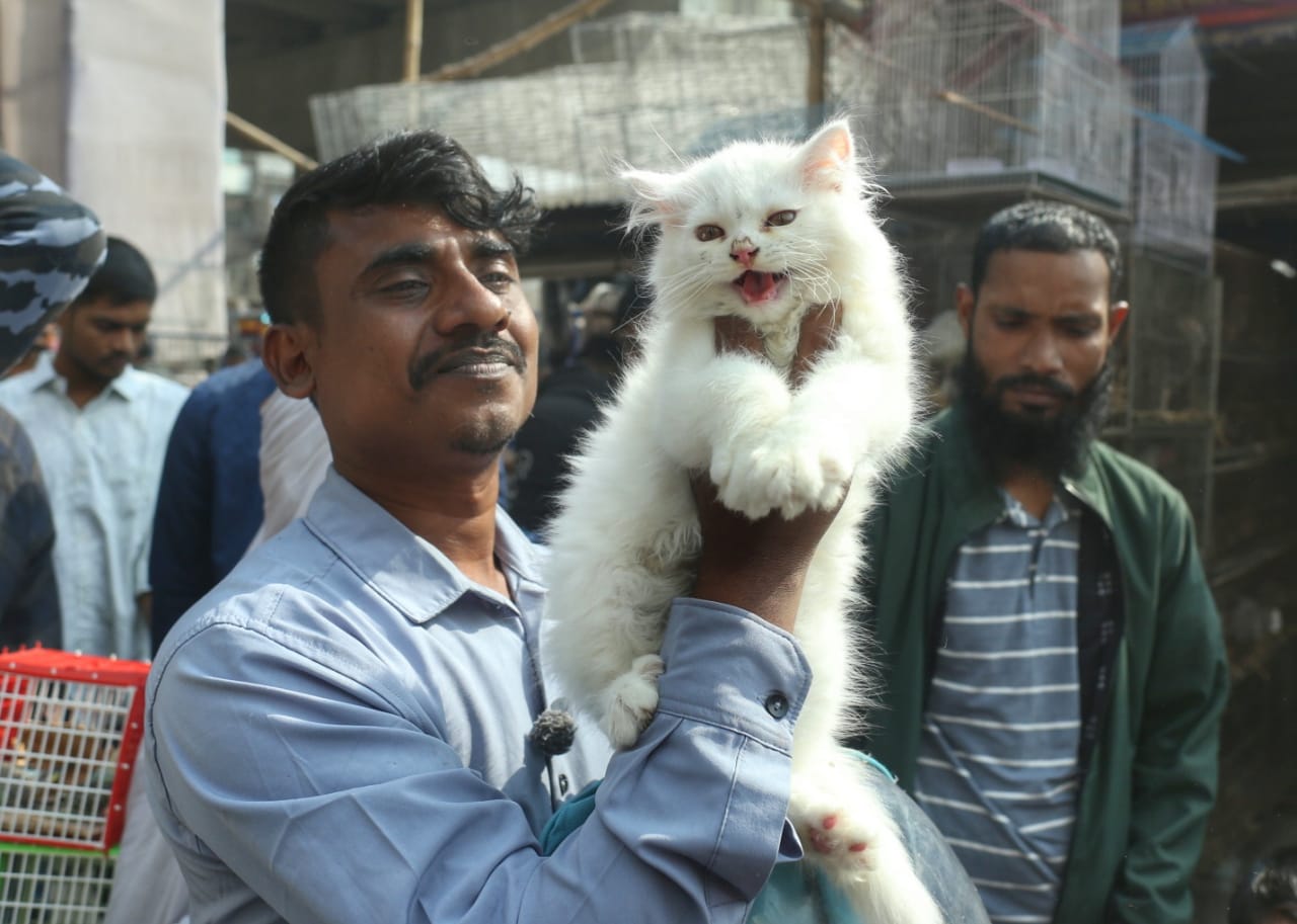 শীতের সকালে টঙ্গীর পাখির হাটে হাঁসের আধিপত্য