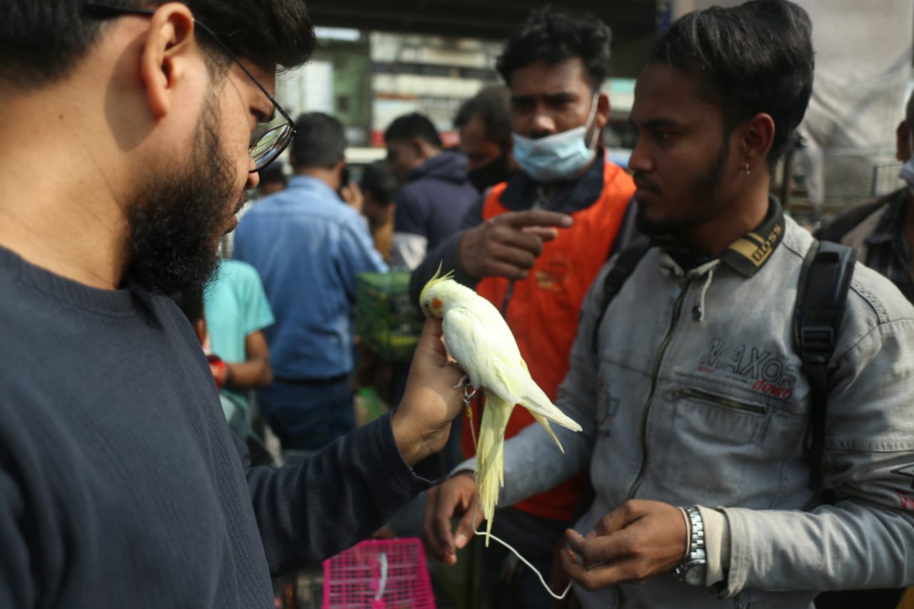 শীতের সকালে টঙ্গীর পাখির হাটে হাঁসের আধিপত্য