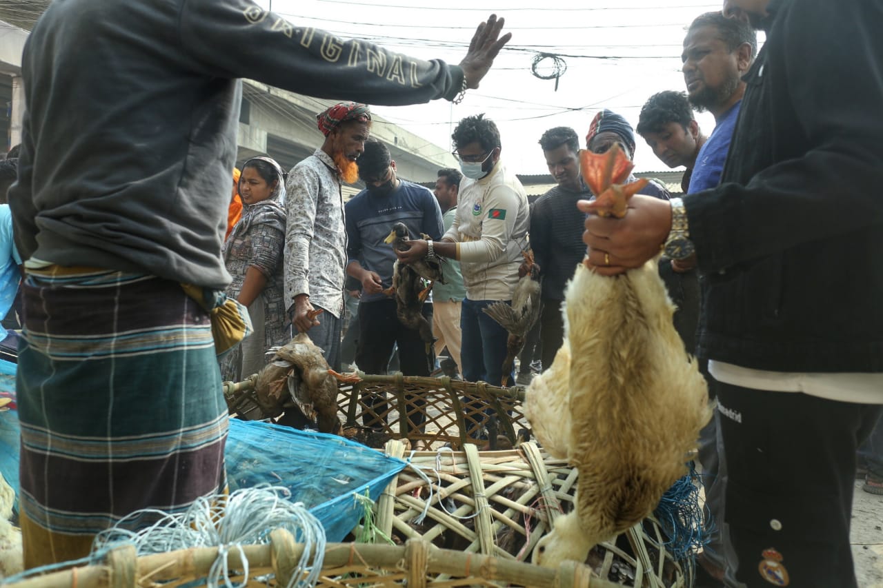 শীতের সকালে টঙ্গীর পাখির হাটে হাঁসের আধিপত্য