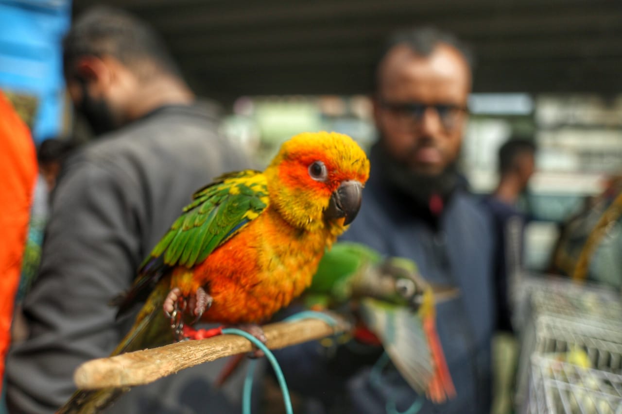 শীতের সকালে টঙ্গীর পাখির হাটে হাঁসের আধিপত্য
