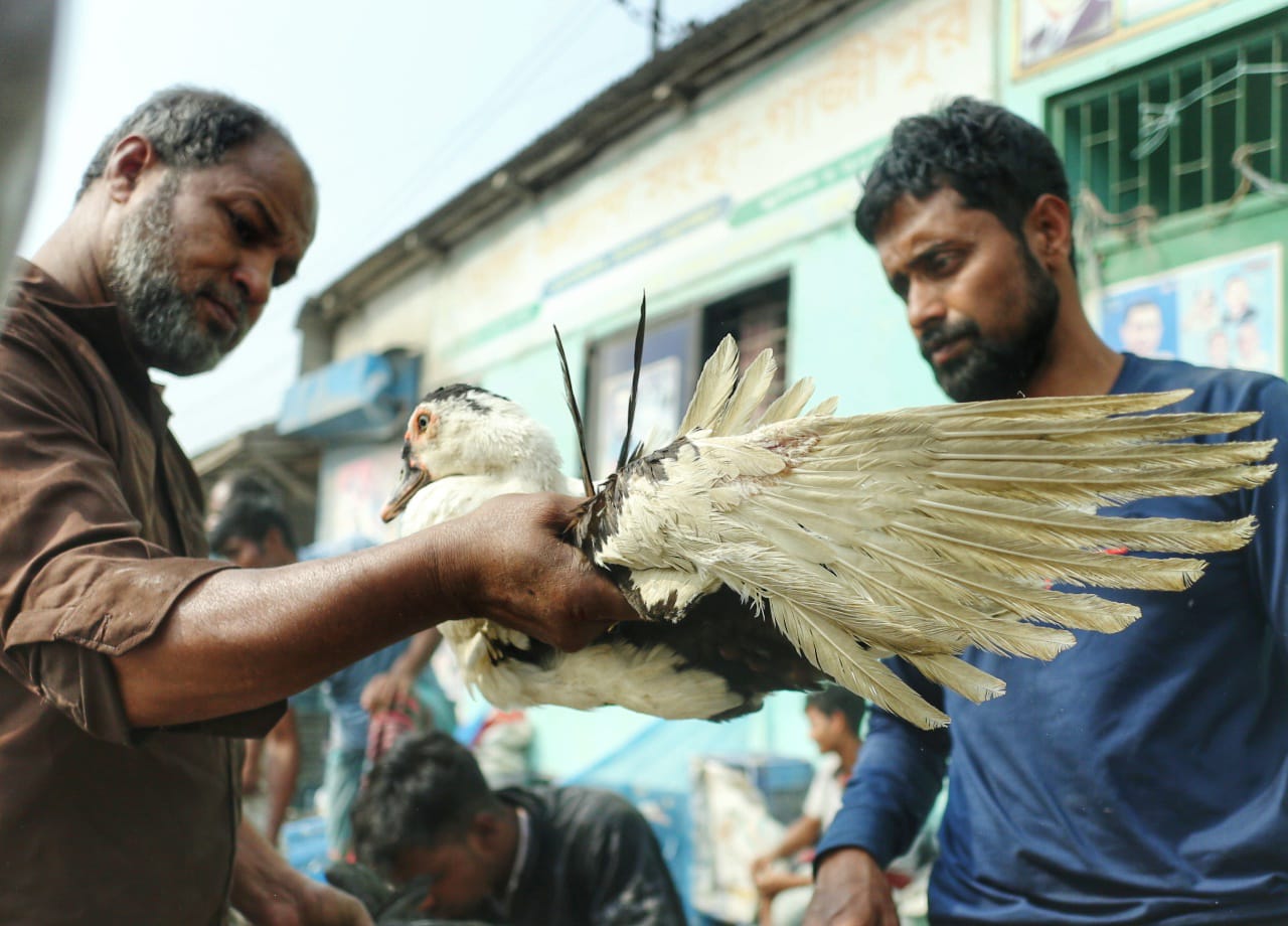 শীতের সকালে টঙ্গীর পাখির হাটে হাঁসের আধিপত্য