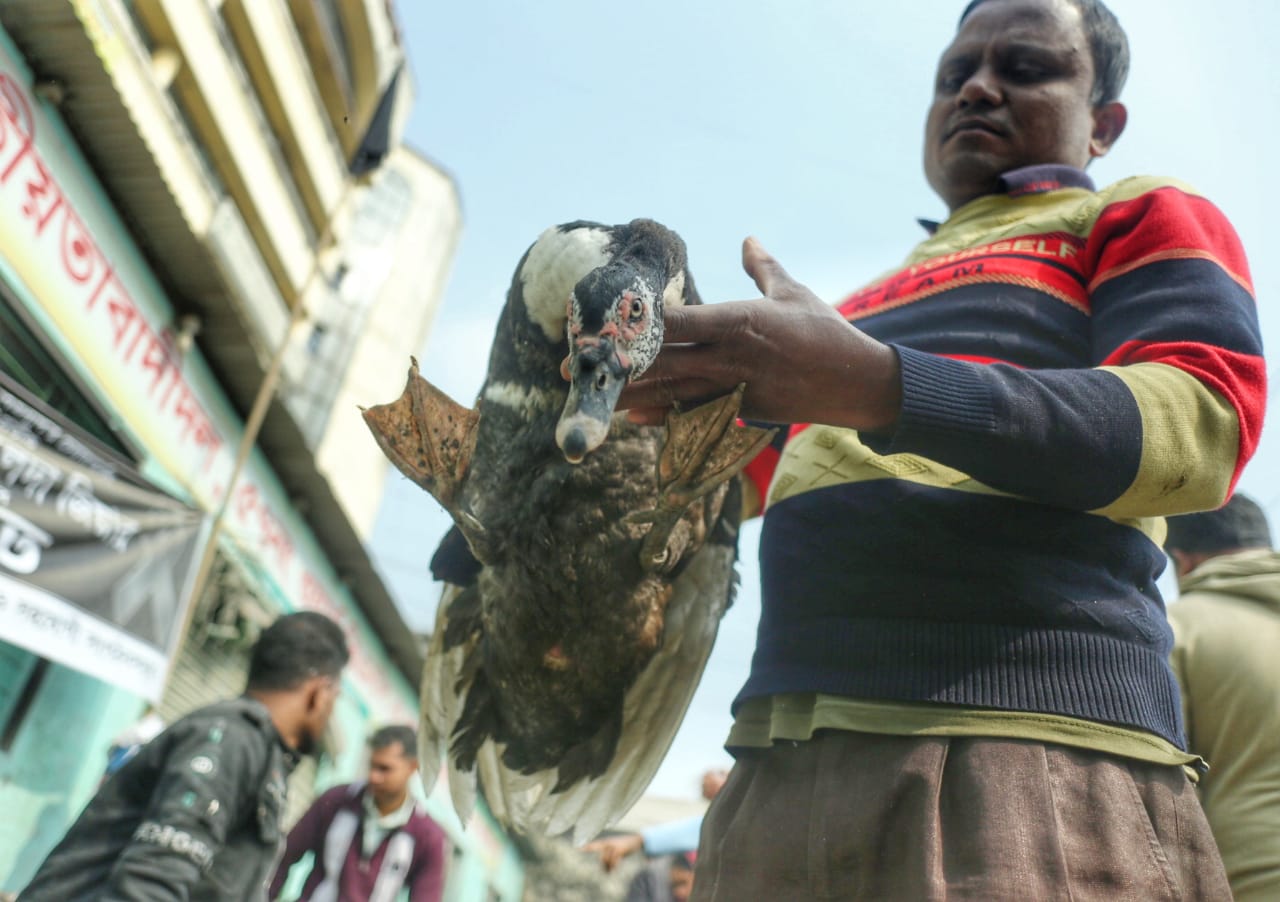 শীতের সকালে টঙ্গীর পাখির হাটে হাঁসের আধিপত্য