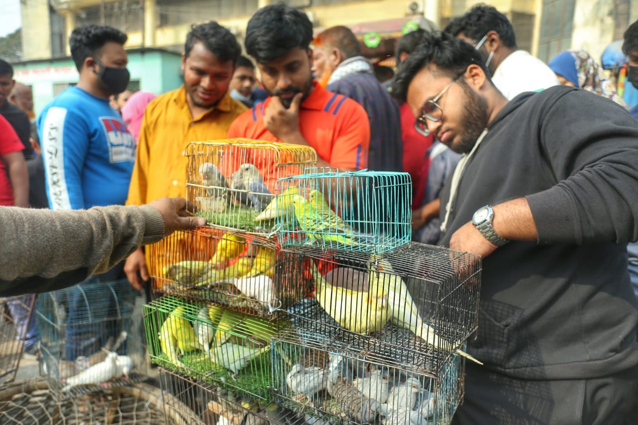 শীতের সকালে টঙ্গীর পাখির হাটে হাঁসের আধিপত্য