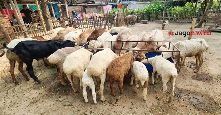 একেকটির দাম দেড় থেকে আড়াই লাখ টাকা, রবিউলের খামারে ৬৫ দুম্বা