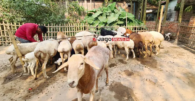 একেকটির দাম দেড় থেকে আড়াই লাখ টাকা, রবিউলের খামারে ৬৫ দুম্বা