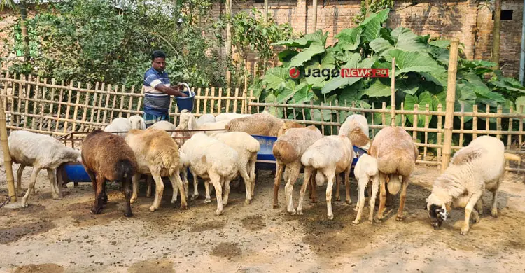 একেকটির দাম দেড় থেকে আড়াই লাখ টাকা, রবিউলের খামারে ৬৫ দুম্বা