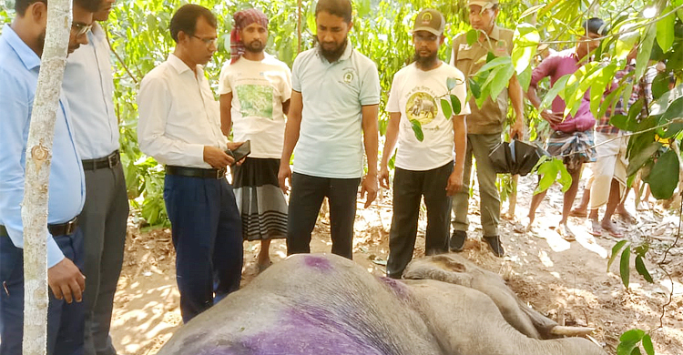 পাহাড়ের পাদদেশে পড়ে থাকা হাতি শাবককে চিকিৎসা দিচ্ছে বনবিভাগ