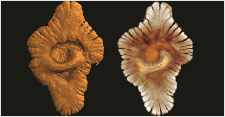 A radical rewrite of earth's history?