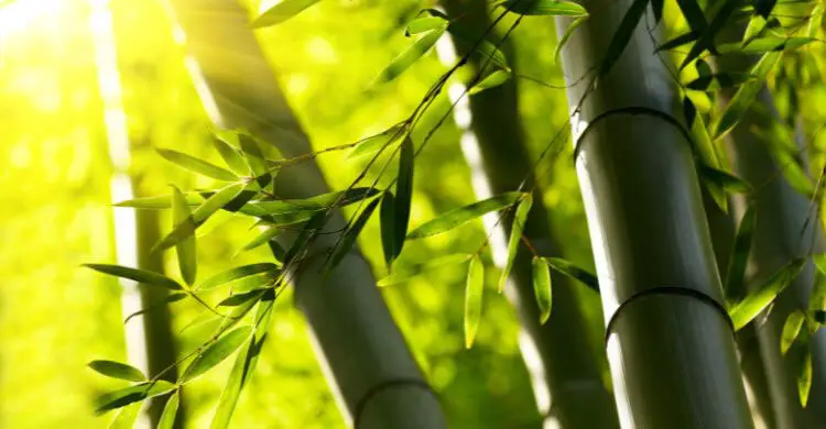 যাদের মসুর ডাল এড়িয়ে চলাই ভালো