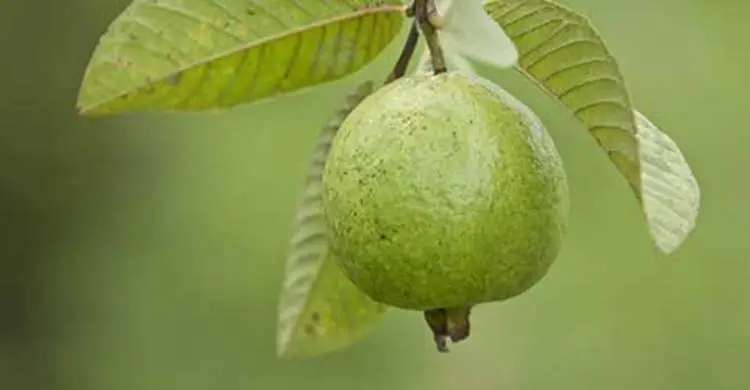 খোসাসহ পেয়ারা খাওয়ার আগে যা জানা দরকার