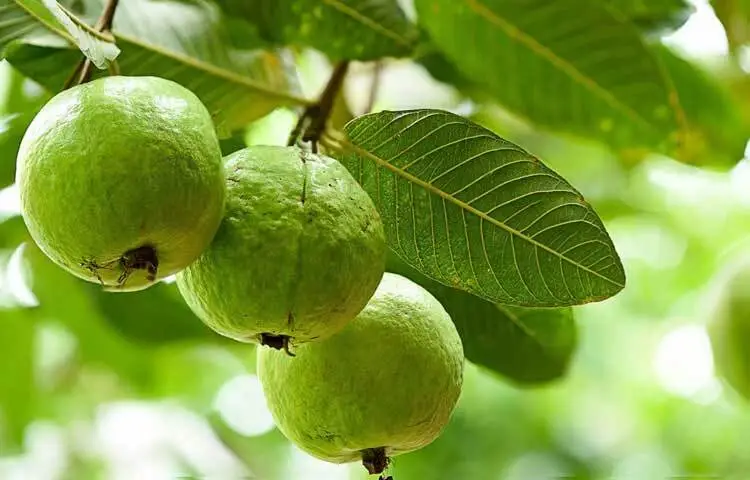 খোসাসহ পেয়ারা খাওয়ার আগে যা জানা দরকার