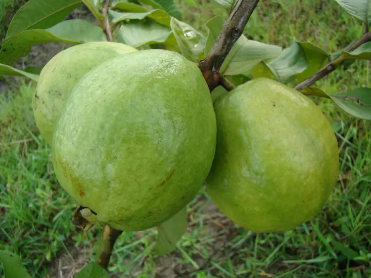 খোসাসহ পেয়ারা খাওয়ার আগে যা জানা দরকার