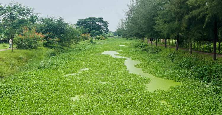বাজেট সংকটে সৌন্দর্য হারাচ্ছে মীর মুগ্ধ সরোবর