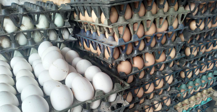 ডিমের দাম কমছে