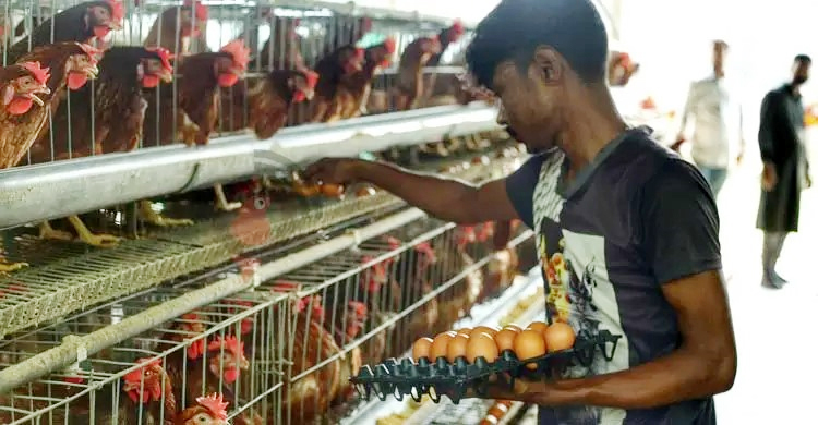 এক দশকে ডিম উৎপাদন দ্বিগুণ, চাহিদাও বেড়েছে