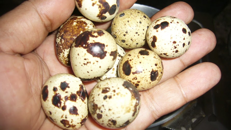 শীতের ক্লান্তি দূর করবে কোয়েলের ডিম