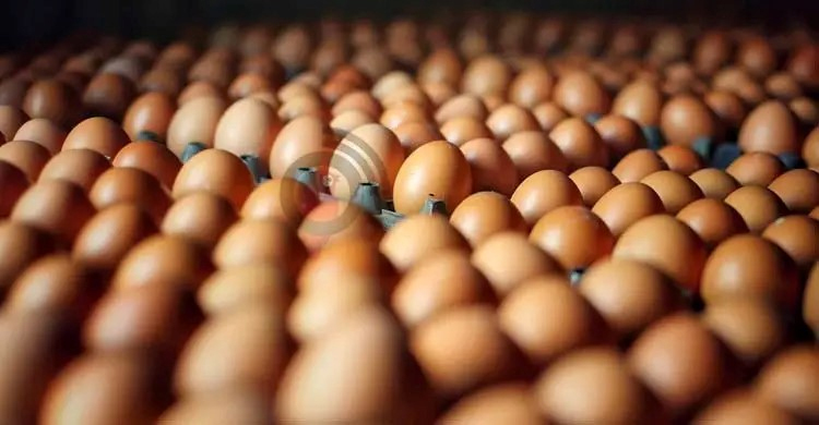 এক দশকে ডিম উৎপাদন দ্বিগুণ, চাহিদাও বেড়েছে