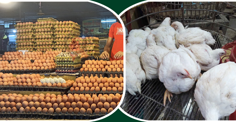 ব্রয়লার মুরগির দাম কমেছে, ডিমও নিম্নমুখী