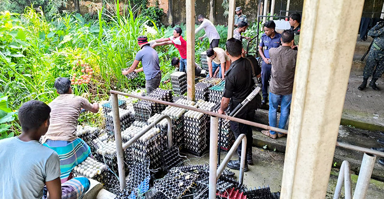 হিমাগারে থাকা দুই লাখ পচা ডিম ধ্বংস, জরিমানা তিন লাখ