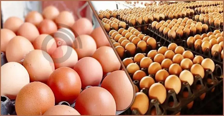 বিশ্ব ডিম দিবস আজ