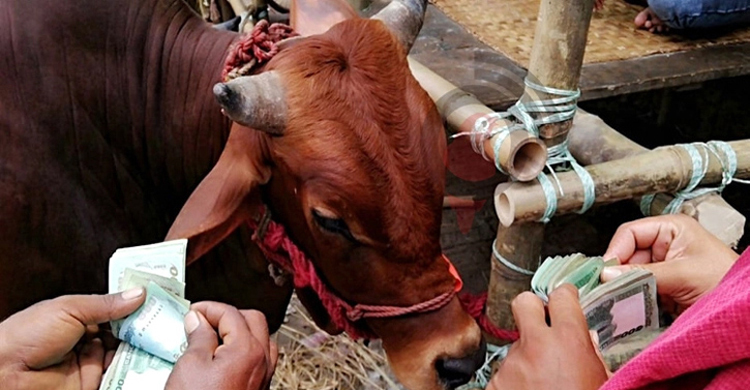 কোরবানির ঈদে পশুর হাটে হাসিল আদায় বন্ধের নির্দেশনা চেয়ে রিট