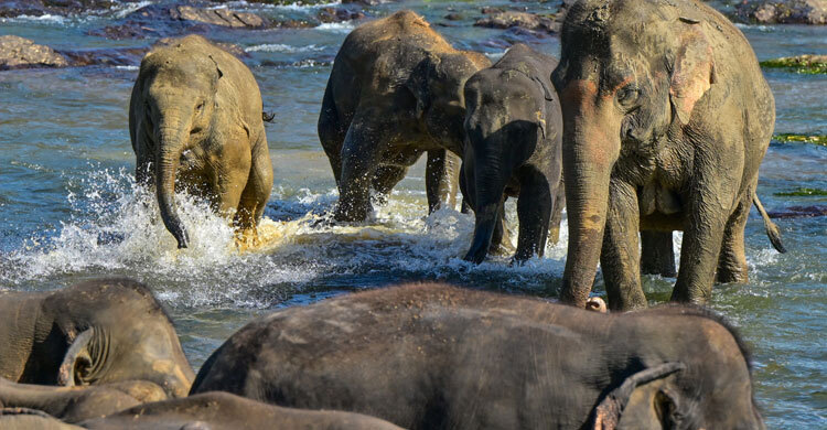 শ্রীলঙ্কায় বন্য হাতিকে পুড়িয়ে মারার অভিযোগে ৩ জন গ্রেফতার