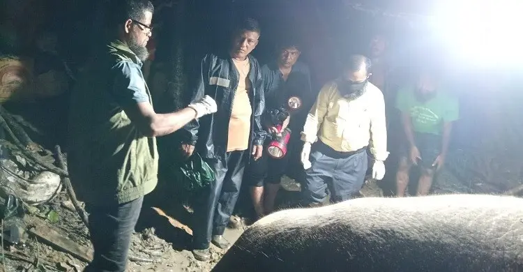 পাহাড় থেকে পড়ে আহত হাতি, প্রধানমন্ত্রীর নির্দেশে চলছে চিকিৎসা
