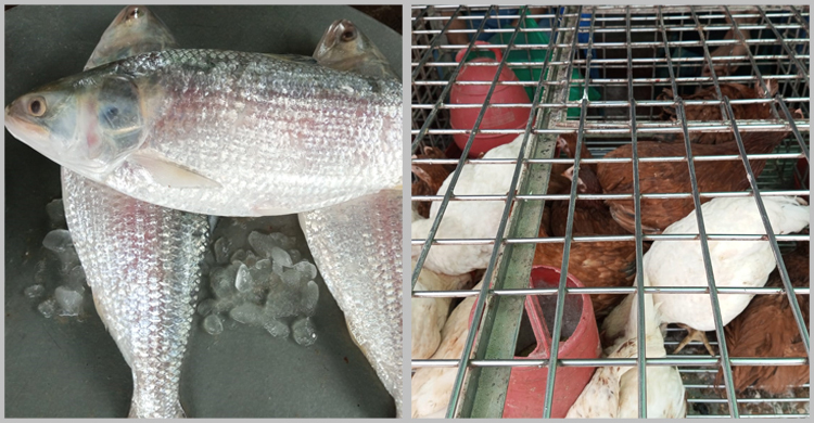 সুখবর নেই মাছ-মুরগির বাজারে, বিপাকে ক্রেতারা