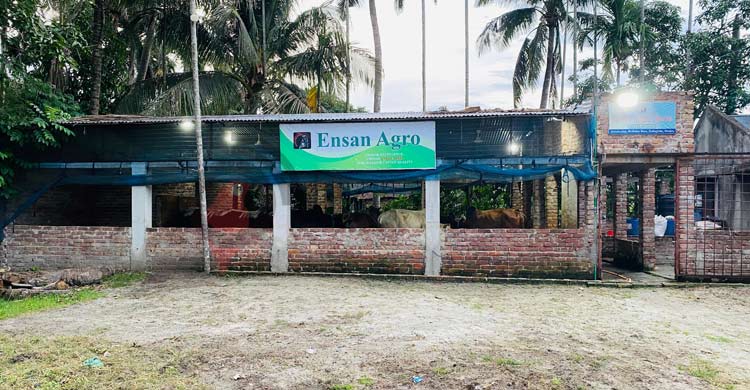 তিনটি গরু দিয়ে যে গল্পের শুরু