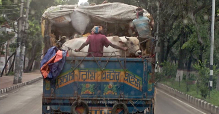 উত্তরে চাঁদাবাজমুক্ত মহাসড়কে স্বস্তিতে গরুর ব্যাপারীরা