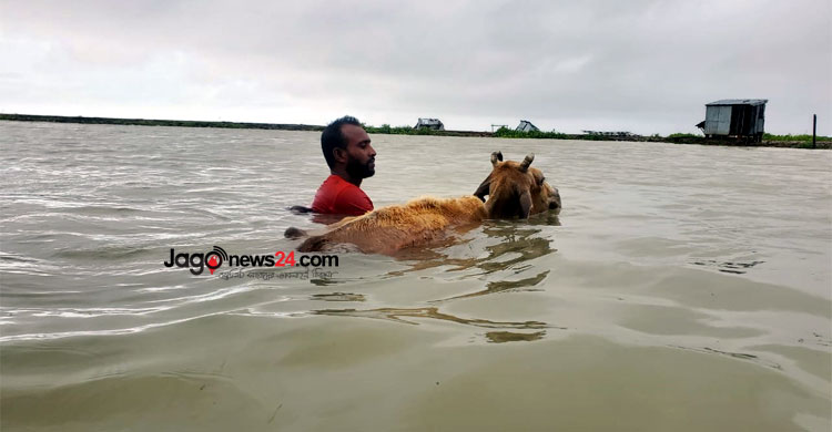 ভোলায় প্লা‌বিত বসতঘর, ভে‌সে গে‌ছে গবা‌দিপশু