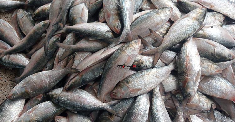 এক ট্রলারেই ধরা পড়লো ৩৮ লাখ টাকার ইলিশ