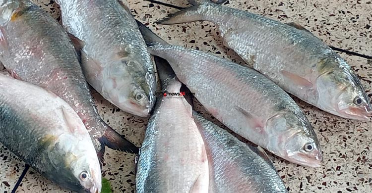এক ট্রলারেই ধরা পড়লো ৩৮ লাখ টাকার ইলিশ