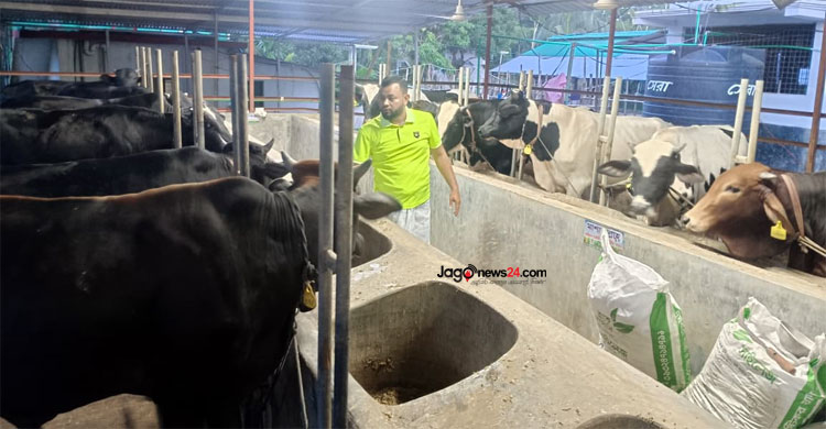 দুবাই থেকে ফিরে গরুর খামার, মাসে আয় আড়াই থেকে তিন লাখ