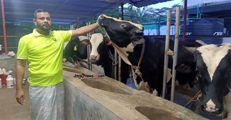 দুবাই থেকে ফিরে গরুর খামার, মাসে আয় আড়াই থেকে তিন লাখ