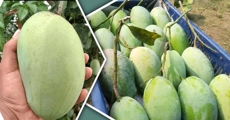 আমের নাম ফজলি হলো কীভাবে