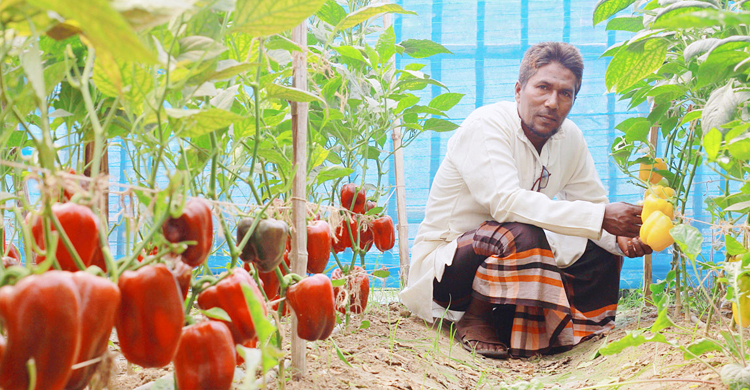 ফুলের রাজ্য গদখালীতে ক্যাপসিকামে বাজিমাত