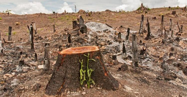 Gazipur loses 60% forest, 50% water bodies in 20 years: Study