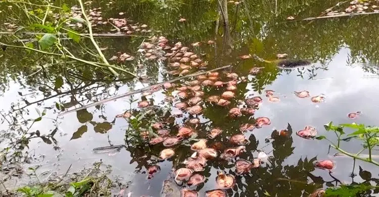 ন্যায্যমূল্য না পেয়ে পেঁয়াজ পানিতে ফেলে দিচ্ছেন কৃষকরা