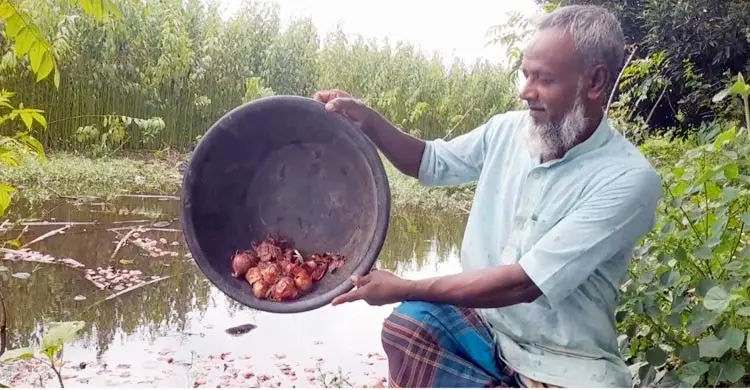 ন্যায্যমূল্য না পেয়ে পেঁয়াজ পানিতে ফেলে দিচ্ছেন কৃষকরা