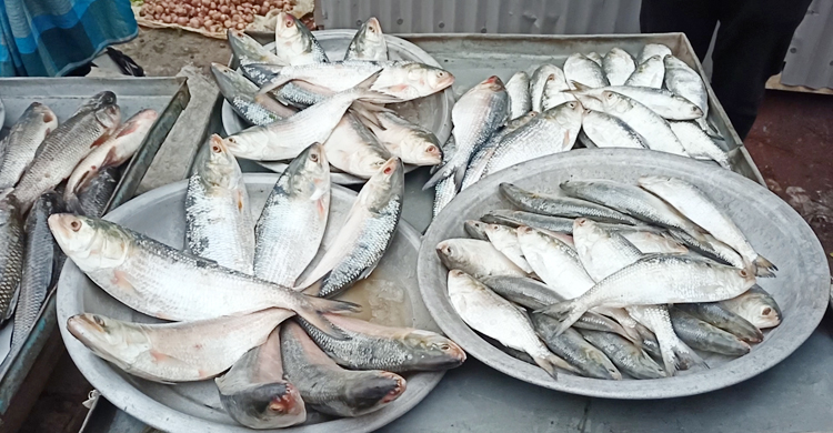 যে মেলা থেকে জোড়া ইলিশ নিয়ে বাড়ি ফেরেন ক্রেতারা